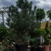 Borovica čierna (Pinus nigra) ´AUSTRIACA´ - výška 250-300 cm, šírka 280-300 cm,obvod kmeňa 20/25 cm, kont. C130L 
